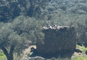 Rural estate for sale on CC-160, Montánchez, ref: TR108483 photo