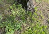 Rural estate for sale on CC-160, Montánchez, ref: TR108483 photo