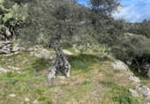 Rural estate for sale on CC-160, Montánchez, ref: TR108483 photo