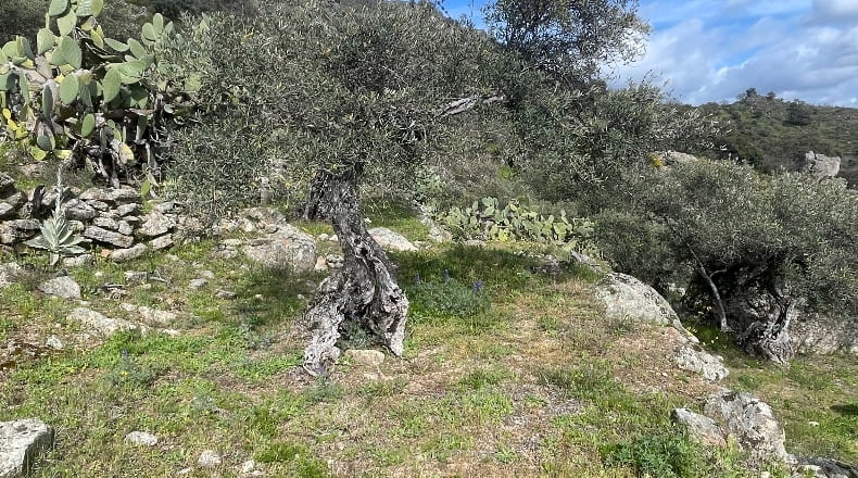 Cáceres - Montánchez - 6800m2
