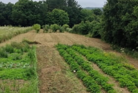 O Canavello 3700&nbsp;m²
