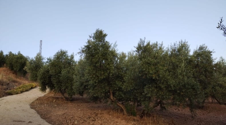 Granada - Montefrío - 174000m2