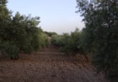 Terreno no urbanizable en venta en la Parcela olivar, Montefrío, ref: TR108833 foto