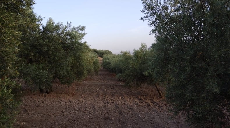 Granada - Montefrío - 174000m2