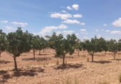 Finca rústica en venda a la Carretera Torralba, Pozuelo de Calatrava, ref.: TR108916 foto