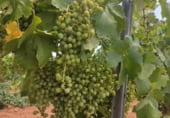 Finca rústica en venda a la Carretera Torralba, Pozuelo de Calatrava, ref.: TR108916 foto