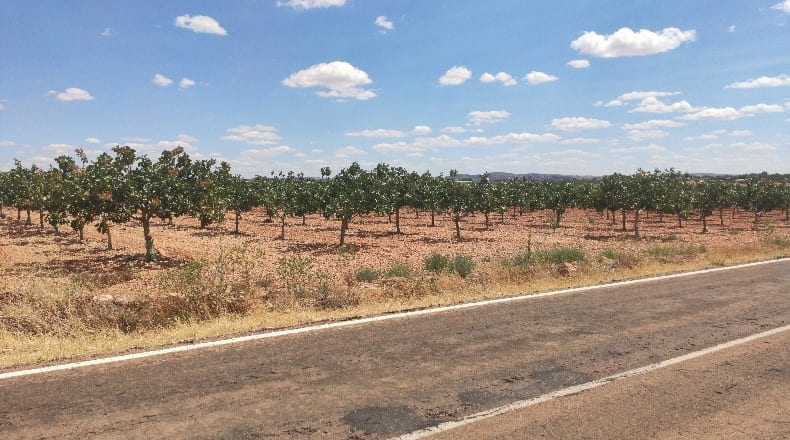 Ciudad Real - Pozuelo de Calatrava - 450000m2
