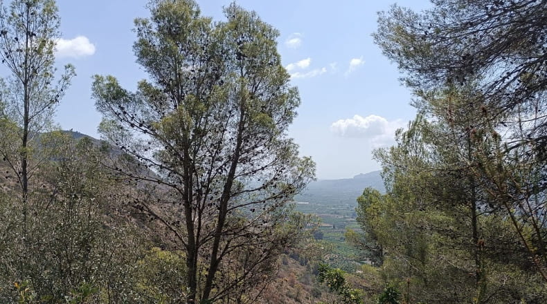Alicante - Pego - 3696m2