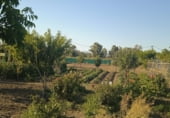 Finca rústica en venda a la parcela 107 la juntilla, Coín, ref.: TR108984 foto