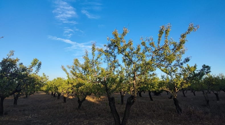 Tarragona - Constantí - 16000m2