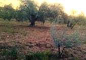 Non-developable land for sale on PARCELA 130, Villanueva de la Concepción, ref: TR109140 photo