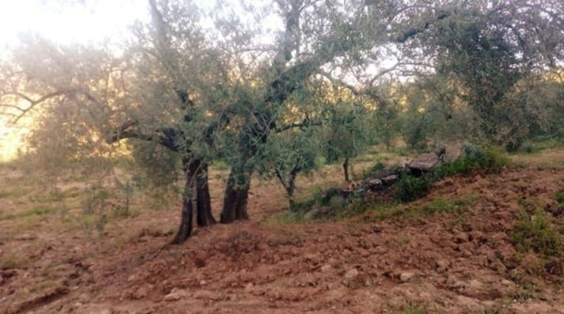 Málaga - Villanueva de la Concepción - 18000m2
