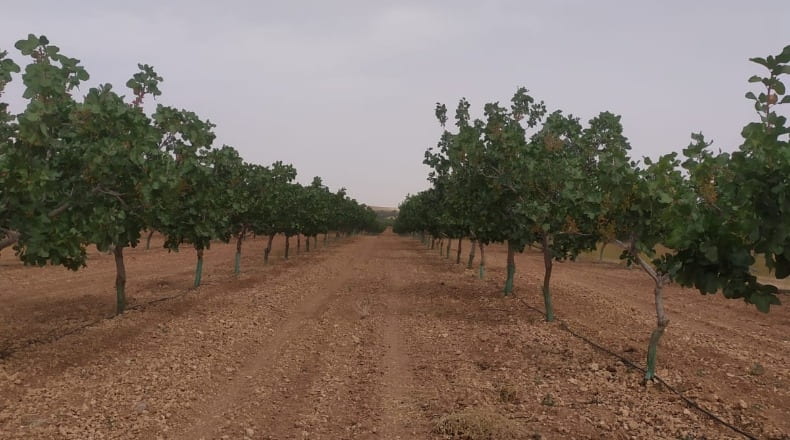 Ciudad Real - Pozuelo de Calatrava - 450000m2