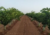 Finca rústica en venda a la Carretera Torralba, Pozuelo de Calatrava, ref.: TR108916 foto