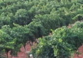Finca rústica en venda a la Carretera Torralba, Pozuelo de Calatrava, ref.: TR108916 foto