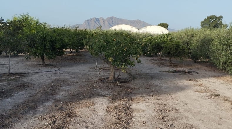 Alicante - Sant isidre - 2699m2