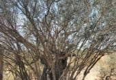 Finca rústica en venda a la Carretera des Ca Marí, Sant Ferran de ses Roques, ref.: TR109257 foto