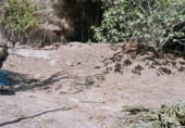 Finca rústica en venda a la Santa Lucia, Vejer de la Frontera, ref.: TR109266 foto