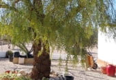 Xalet independent amb terreny en venda a la Calle Banyeres, Castalla, ref.: TR109274 foto