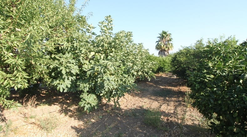 Sevilla - Alcalá del Río - 4600m2