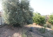 Terreno no urbanizable en venta en la Avenida del Pinsapo, Alcalá del Río, ref: TR109334 foto