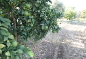 Terreno no urbanizable en venta en la Avenida del Pinsapo, Alcalá del Río, ref: TR109334 foto