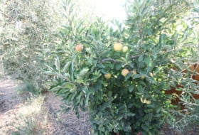 Foto 15