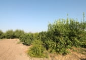 Terreno no urbanizable en venta en la Avenida del Pinsapo, Alcalá del Río, ref: TR109334 foto