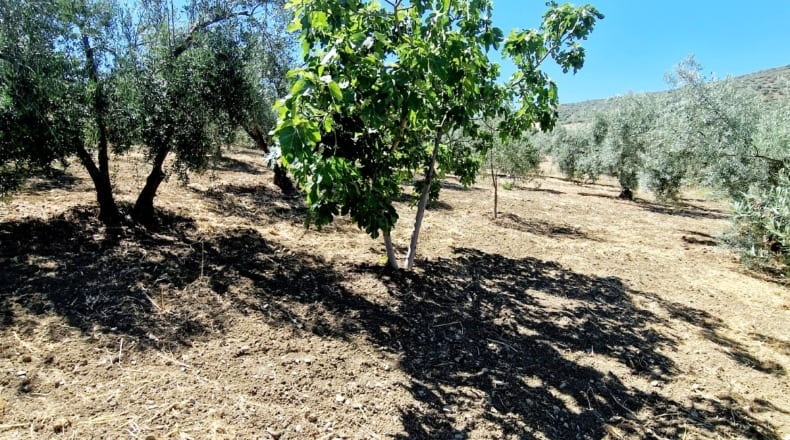 Málaga - Riogordo - 2500m2