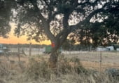 Non-developable land for sale on Poligono 10 parcela 111 Laguna, Mejorada, ref: TR109510 photo