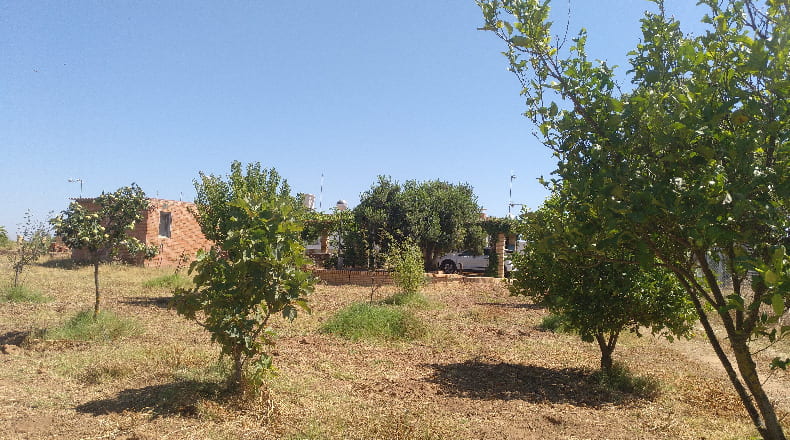 Huelva - Gibraleón - 55000m2