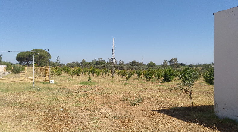 Huelva - Gibraleón - 55000m2