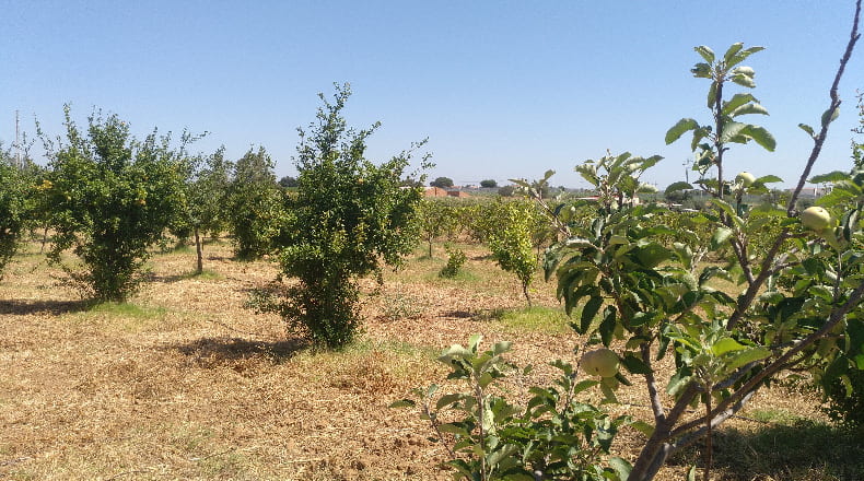Huelva - Gibraleón - 55000m2