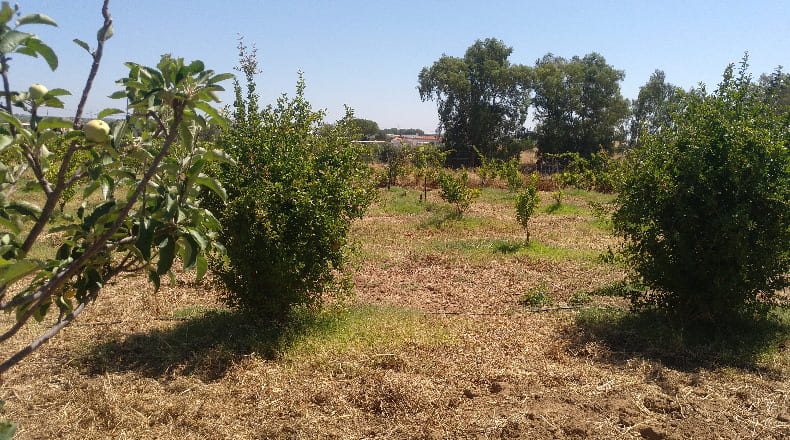 Huelva - Gibraleón - 55000m2