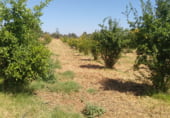 Chalet independiente con terreno en venta en la N-431, Gibraleón, ref: TR109513 foto