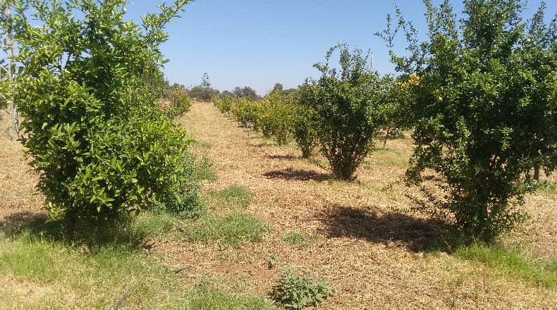 Huelva - Gibraleón - 55000m2