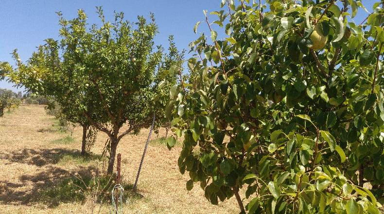 Huelva - Gibraleón - 55000m2