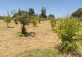 Chalet independiente con terreno en venta en la N-431, Gibraleón, ref: TR109513 foto