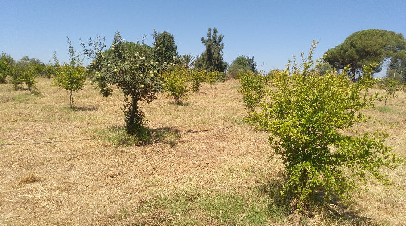 Huelva - Gibraleón - 55000m2