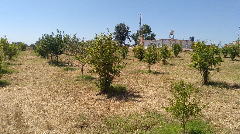 Huelva - Gibraleón - 55000m2