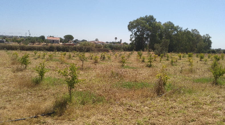 Huelva - Gibraleón - 55000m2