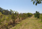 Chalet independiente con terreno en venta en la N-431, Gibraleón, ref: TR109513 foto
