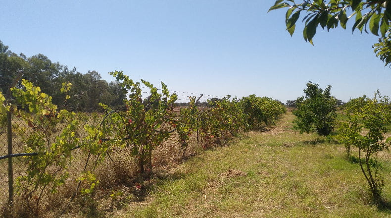 Huelva - Gibraleón - 55000m2