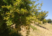 Chalet independiente con terreno en venta en la N-431, Gibraleón, ref: TR109513 foto