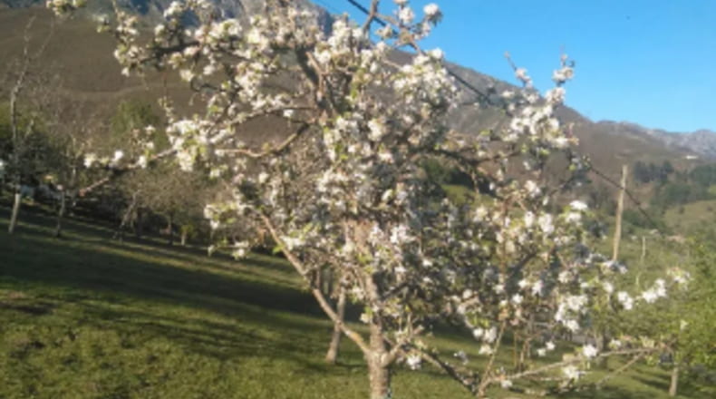 Asturias - Ruenes - 6700m2