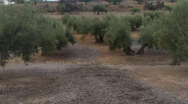 Alicante - Alcoy - 90000m2