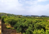 Non-developable land for sale on Urbanització Els Amics, Carcaixent, ref: TR109523 photo