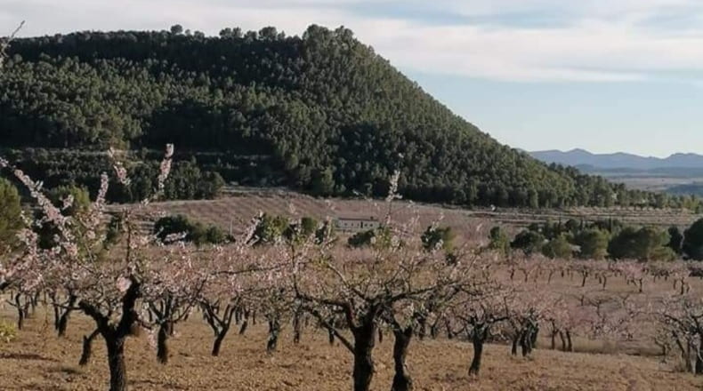 Murcia - Moratalla - 70406m2
