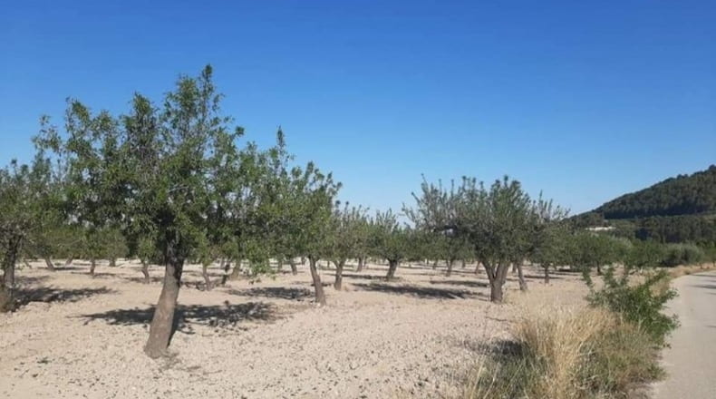 Murcia - Moratalla - 70406m2