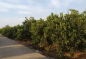 Земля на продажу у города Antella Фото